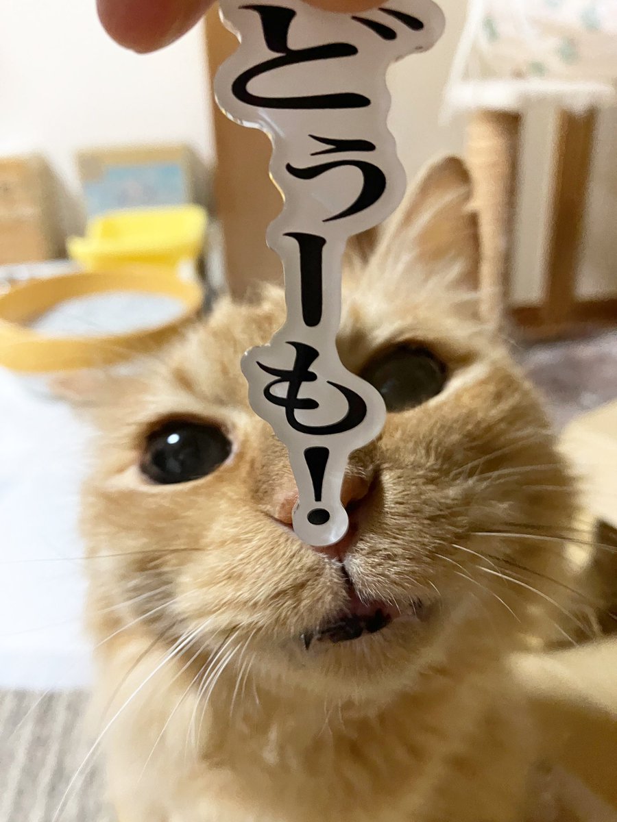 JiJi NaNa cats (@ygk0701) / X