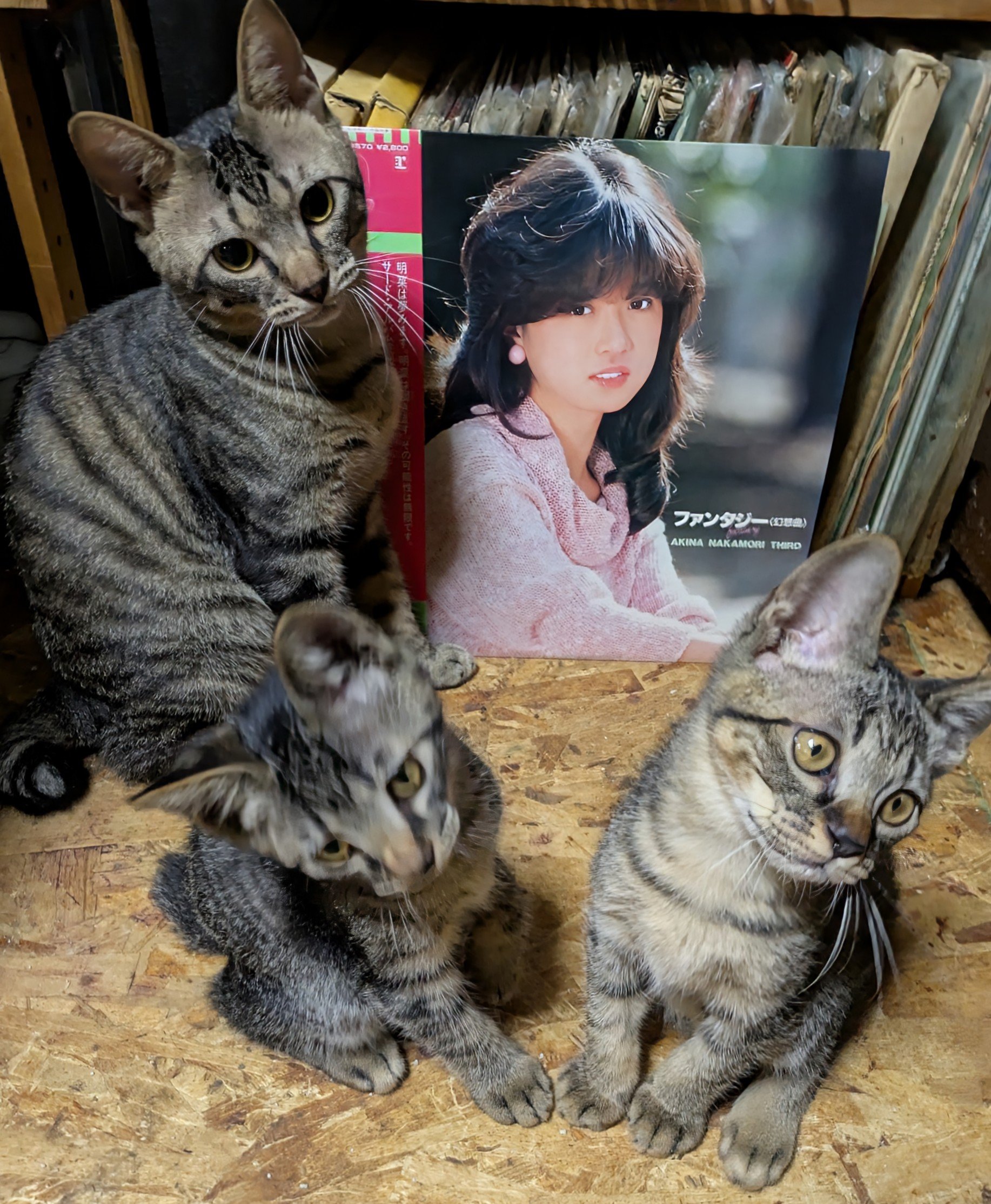 ネコキチ様／中森明菜／安全地帯／レコード／リクエスト2点／まとめ商品 並〜良品LPレコード2タイトル・セット】中森明菜 - メルカリ