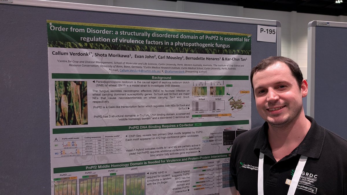 KC ๐จโ๐ฌ๐พ๐๐ฆ๐บ (@karchuntan) on Twitter photo Our @theccdm postdoc <a href="/CallumVerdonk/">Callum Verdonk</a> got a poster on necrotrophic fungal effector regulation (P-195 Monday 1.30-3.15pm). Come and check it out ๐ฅ #2025ISMPMI Our @theccdm postdoc <a href="/CallumVerdonk/">Callum Verdonk</a> got a poster on necrotrophic fungal effector regulation (P-195 Monday 1.30-3.15pm). Come and check it out ๐ฅ #2025ISMPMI
