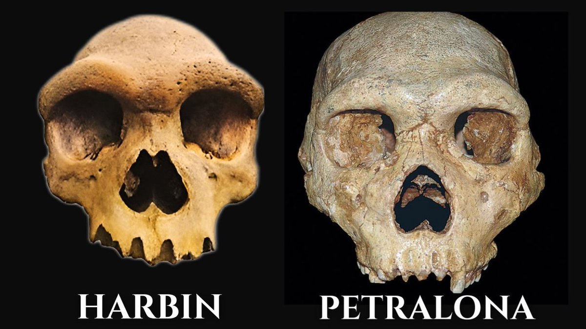 highlycited's tweet image. Asian vs European Skulls circa 300ka