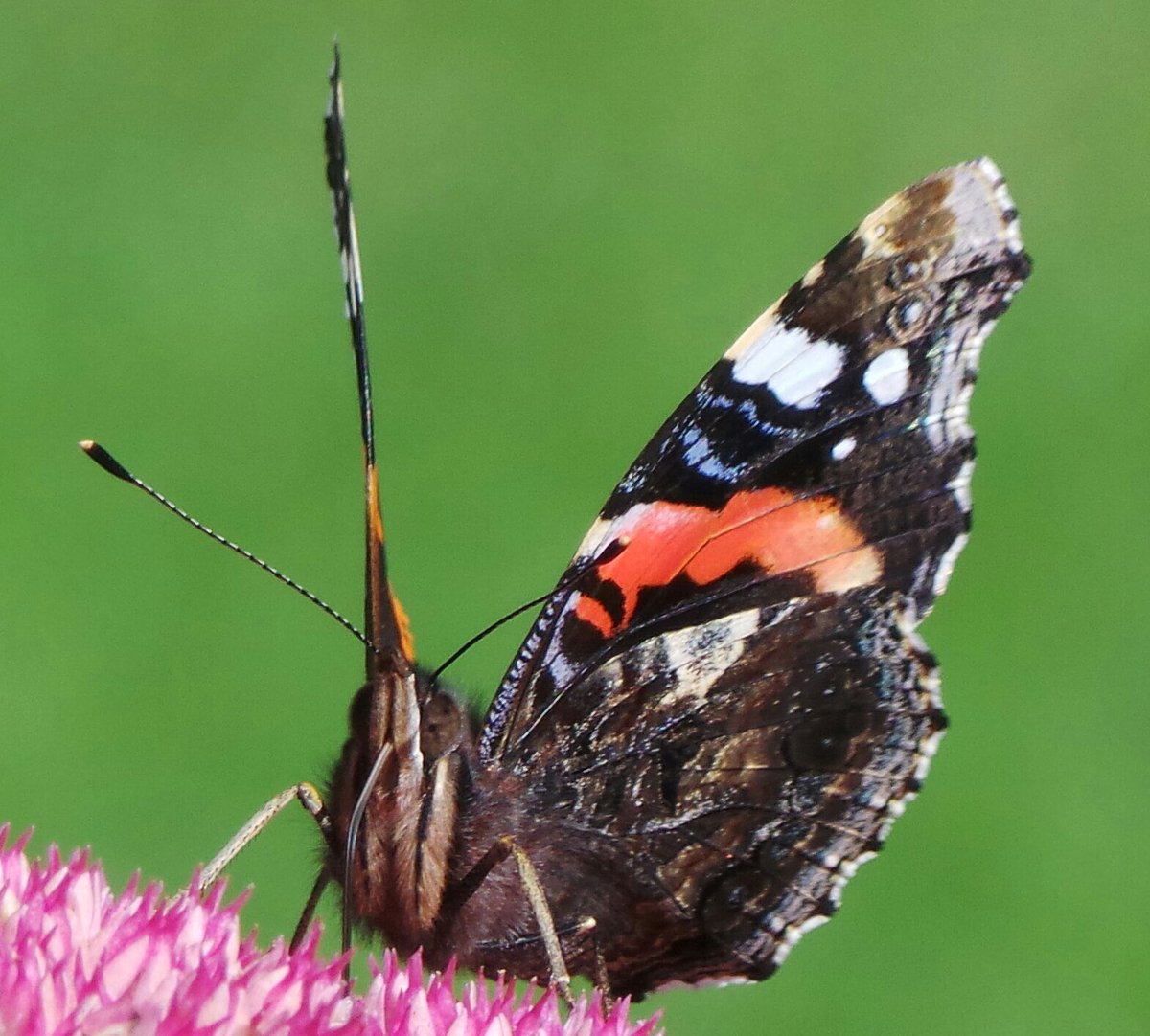 David Flett tweet media