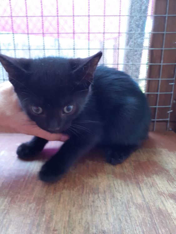 We have 3 brothers looking for new homes, meet Eddie, Eli &amp; Ernie. Could you offer any of these #kittens their new home 😻cats.org.uk/horsham#adopt-… #AdoptDontShop #BlackCat #CatsOnTwitter #CatsOfX
