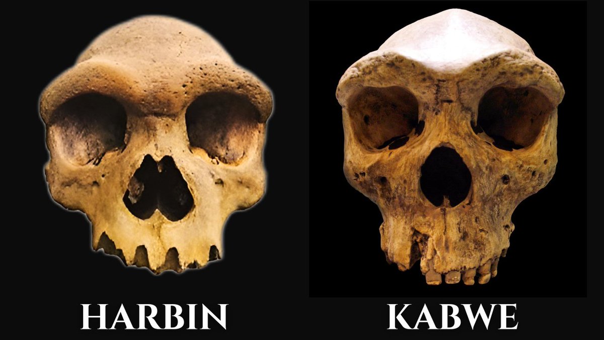 highlycited's tweet image. Asian vs Africa Skulls circa 300ka