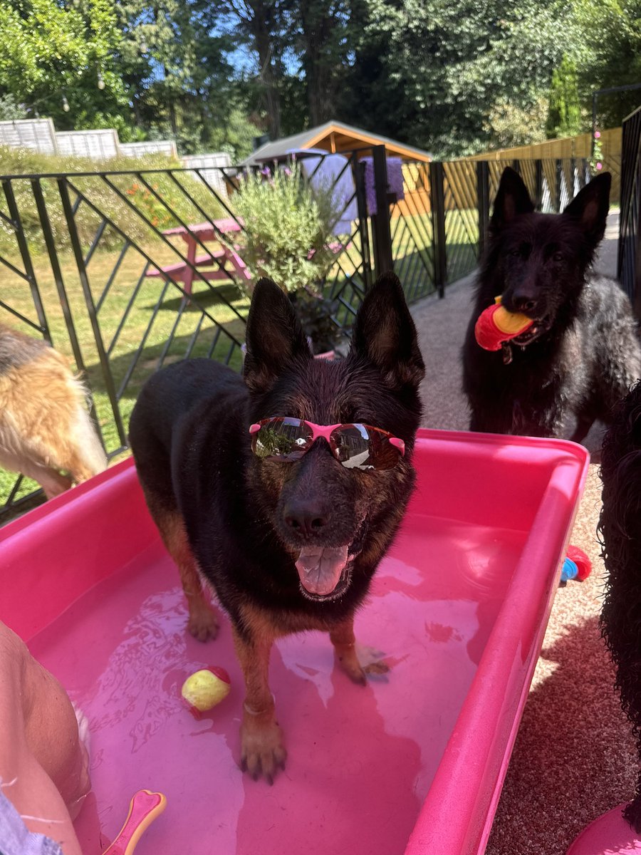 RpdDixie's tweet image. It’s a dogs life 😎💙😂