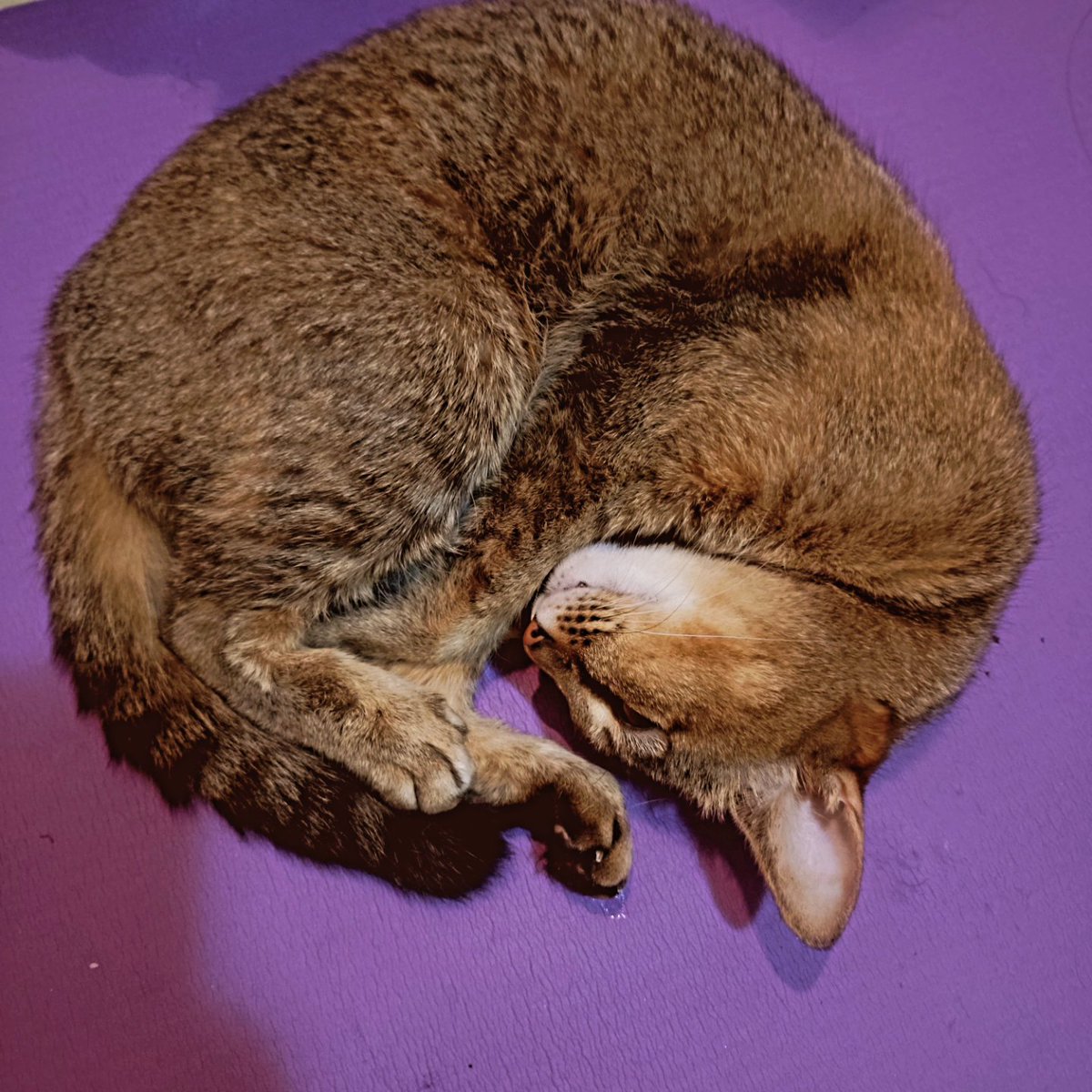 おやすみなさい🐱