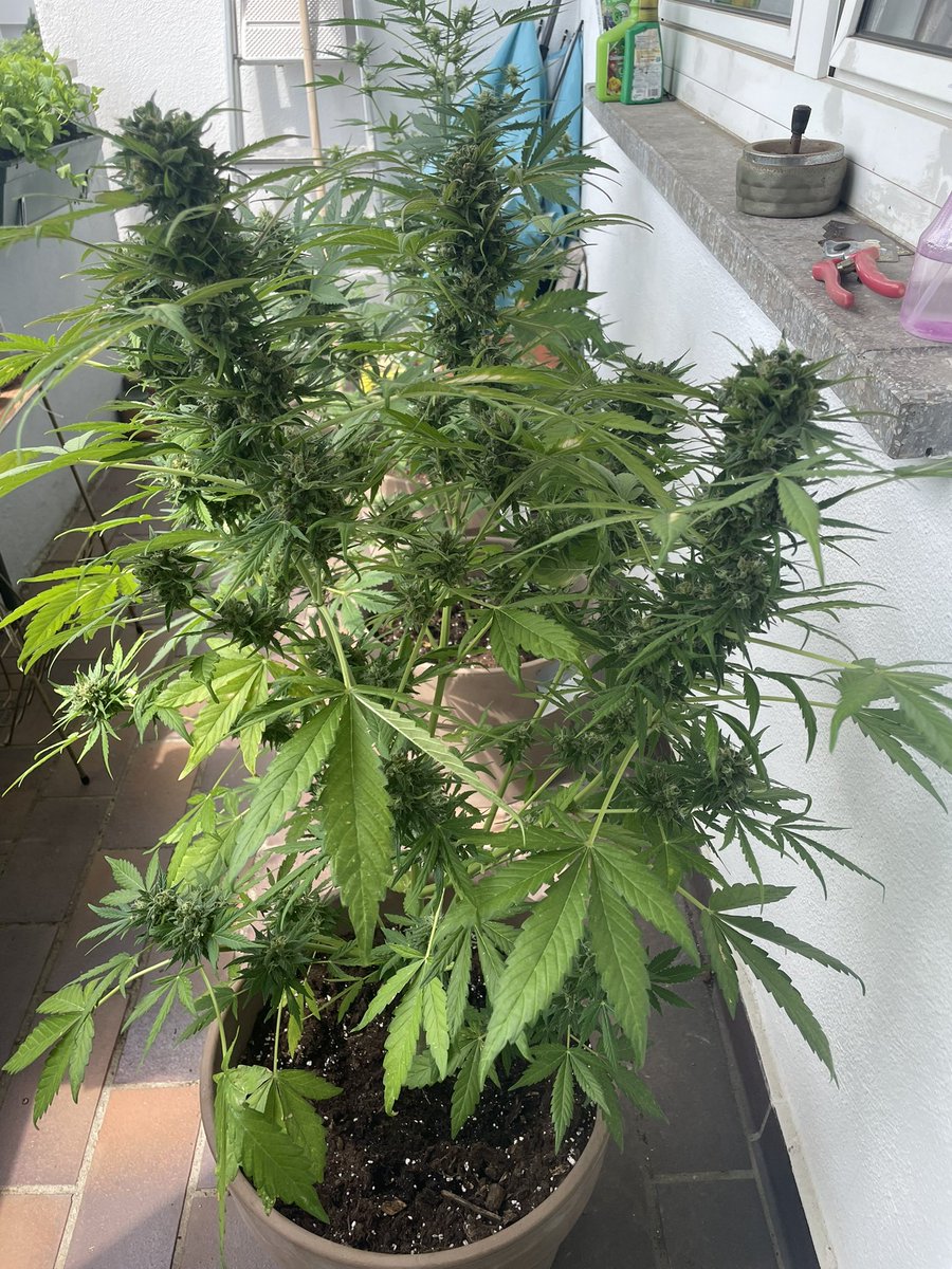 Need for legal weed tweet media