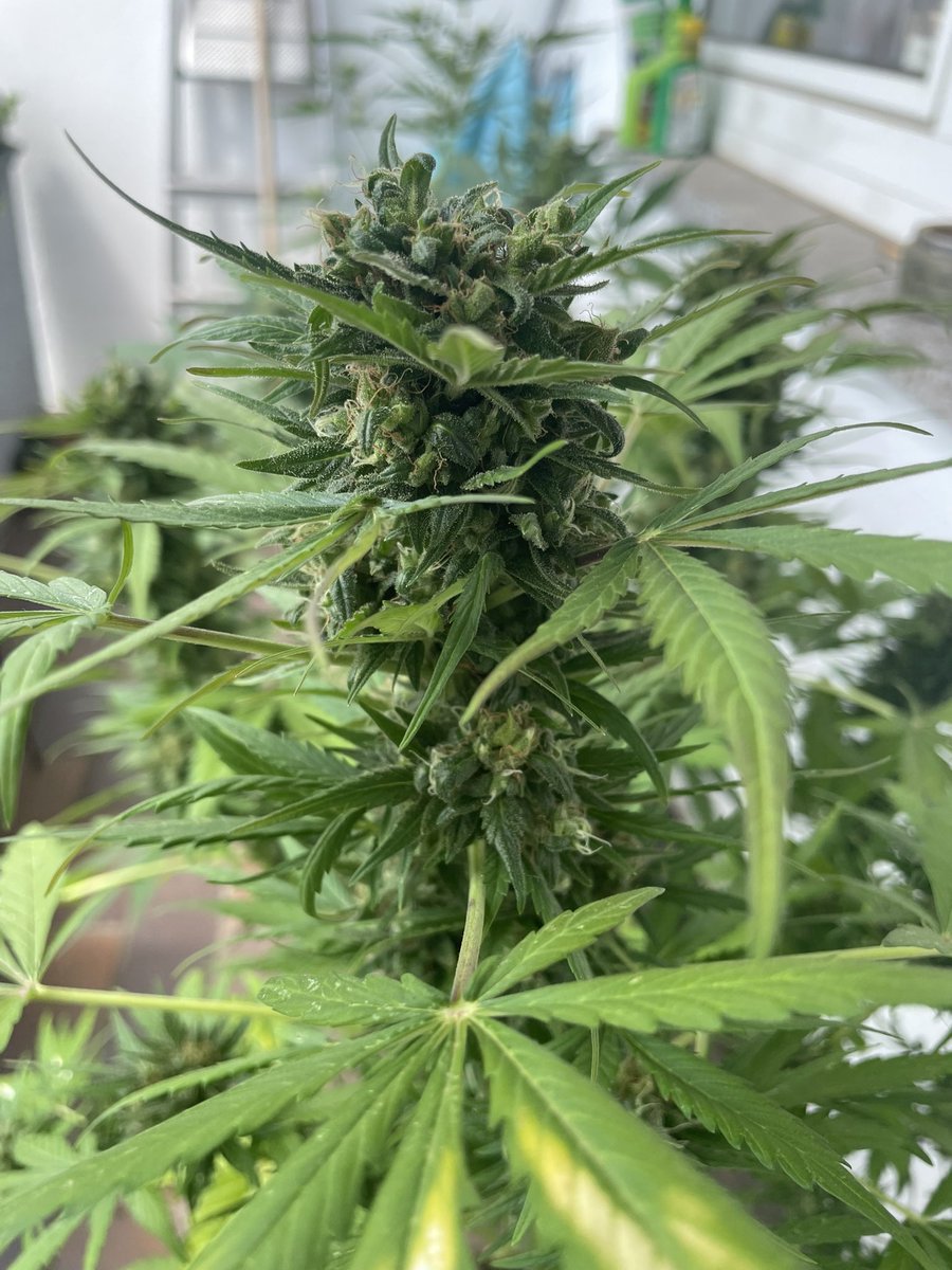 Need for legal weed tweet media