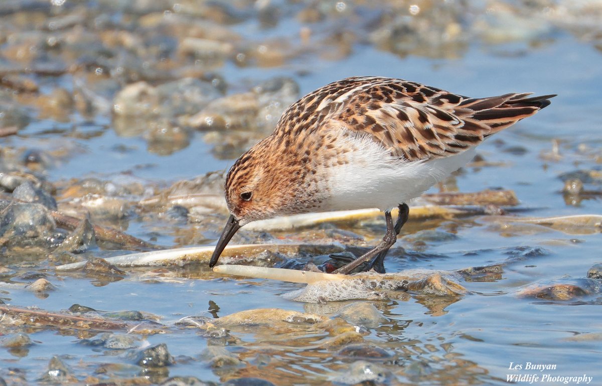 Les Bunyan π·π«π»π¦π¦
ππ¬π§ (@acorncarver) on Twitter photo It's hard to imagine getting such close and intimate views of this diminutive Little Stint from anywhere other than the wonderful Knots Landing Hide at #RSPBSnettisham <a href="/RSPBTitchwell/">RSPB Titchwell Marsh</a> <a href="/Natures_Voice/">RSPB</a> <a href="/BirdGuides/">BirdGuides</a> It's hard to imagine getting such close and intimate views of this diminutive Little Stint from anywhere other than the wonderful Knots Landing Hide at #RSPBSnettisham <a href="/RSPBTitchwell/">RSPB Titchwell Marsh</a> <a href="/Natures_Voice/">RSPB</a> <a href="/BirdGuides/">BirdGuides</a>