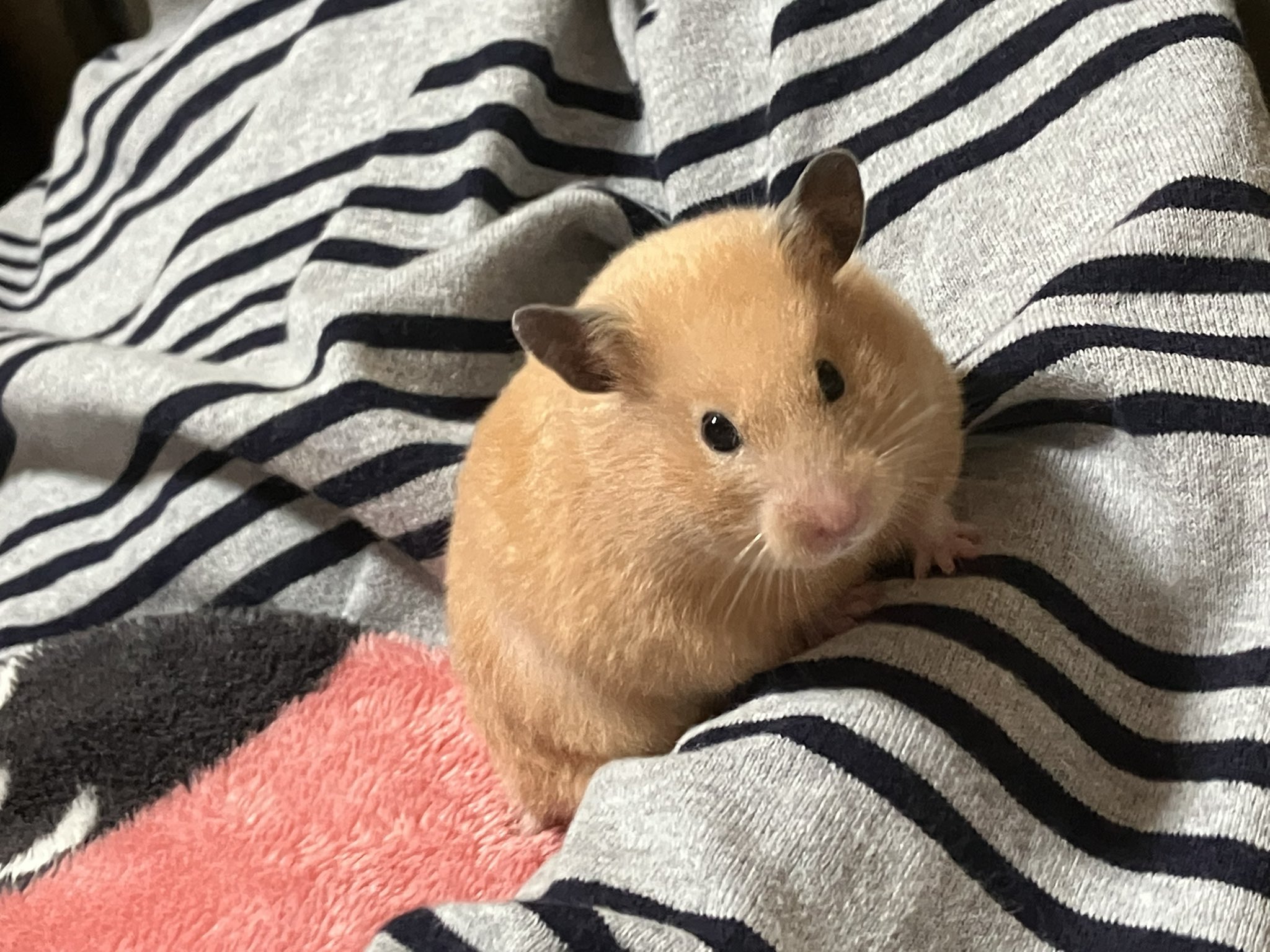 ネズミ🐶🦴🐹 (@mouse10162) / X