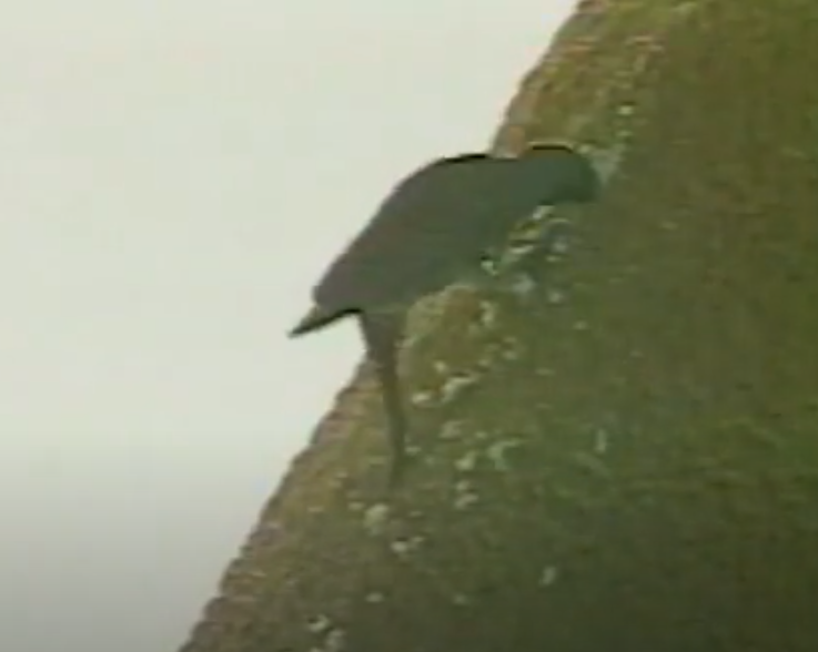 NASAhistory's tweet image. A "boring" story about the space shuttle
During the Memorial Day weekend in 1995, not long before the scheduled launch of the Discovery orbiter on the STS-70 mission, one or more Northern Flickers at @NASAKennedy pecked dozens of holes into the foam insulation covering the…