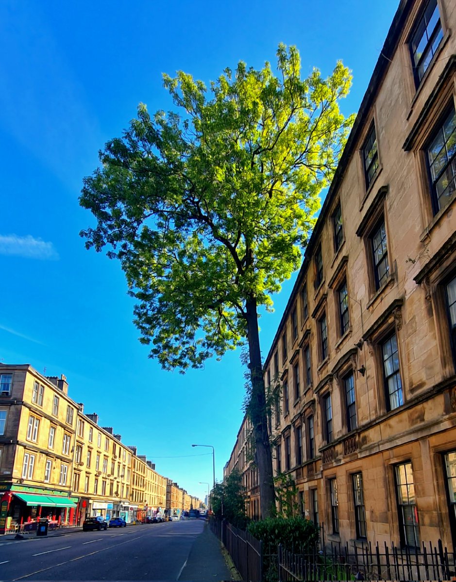 Glasgow's famous 170-year-old Argyle Street Ash Tree is in the running to become the Woodland Trust's Tree of the Year 2025. If you want to help it win, you can vote for it at: docs.google.com/forms/d/e/1FAI….

#glasgow #trees #finnieston #treeoftheyear #argylestreet #argylestreetashtree