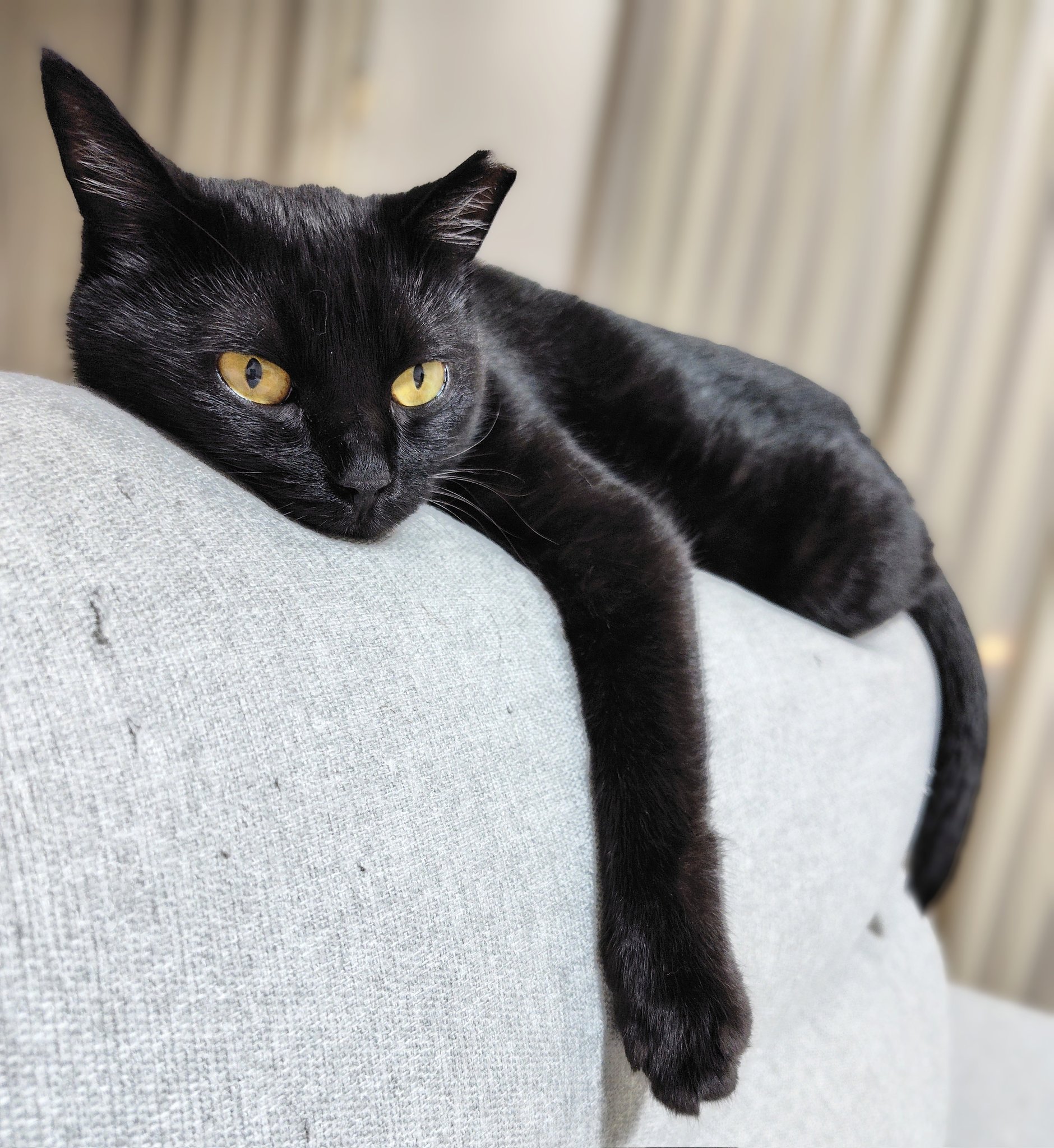 Devin Neko  マーシャル    黒猫9625クロネコ 黒猫兄弟 ななとはち | . . 悪い顔