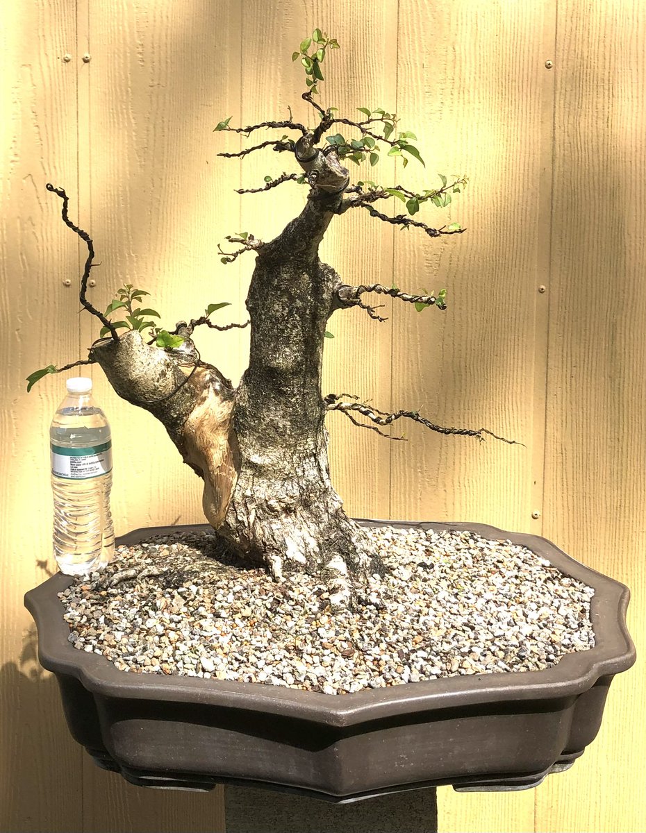Emblem Bonsai tweet media