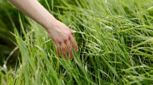 #openseatouchgrass