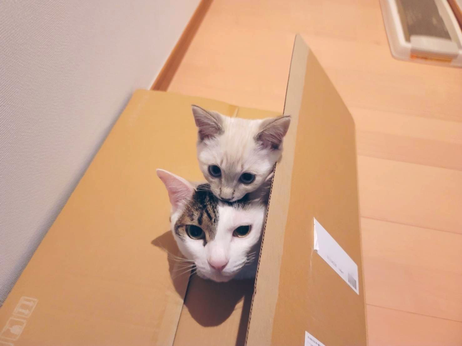 ⭐︎雪丸ページ⭐︎のびねこ⑧ 51EHkkPV3UL._AC_SY200_QL15_.jpg