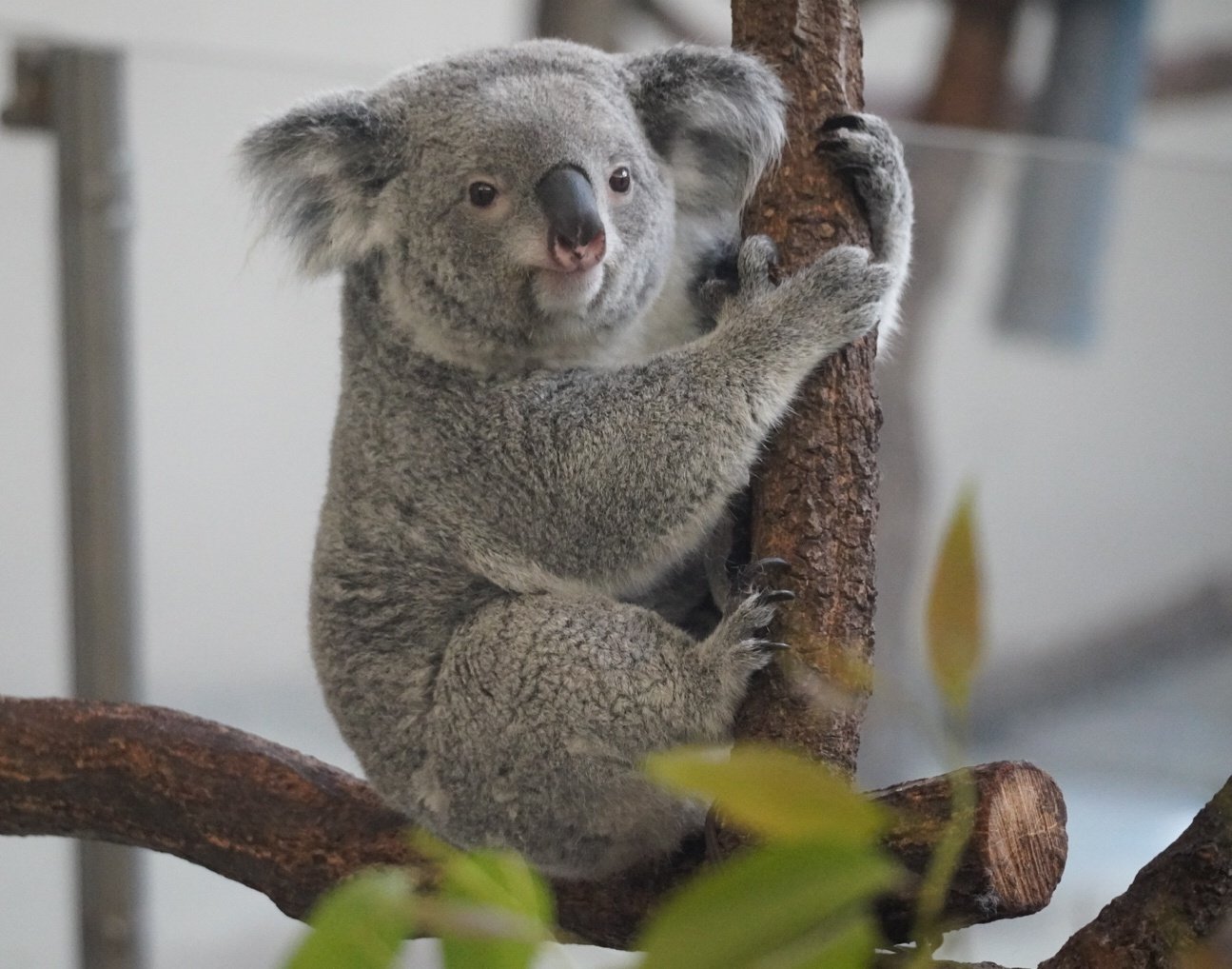 みっちゃんコアラ 🐨やしじゅん🐨コアラー(2025もコアラ年) | 地面に降りたイツキ