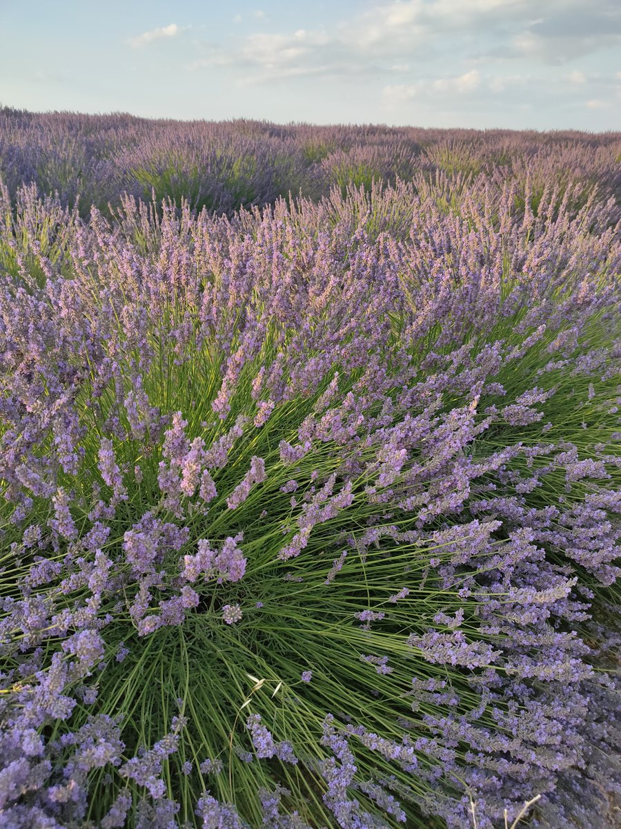 OscarAscensor's tweet photo. Pezuela de las Torres 
Campos de Lavanda en la Alcarria Madrileña https://t.co/LVgGmLBq6i