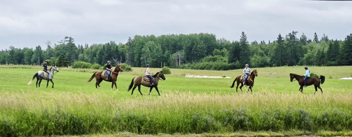 Bigdazw's tweet image. Great morning here in Napan most of the chores are done just going to be me and Chester here for most of the day so it’s a boys day. #Napan #NewBrunswick