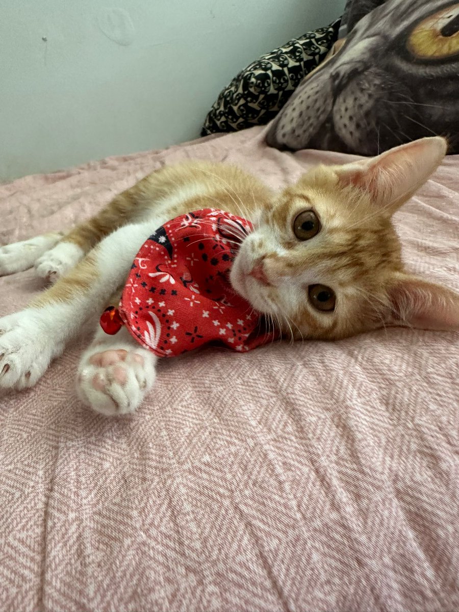 🐾YUVA ARANIYOR🐾
Bu iki buçuk aylık erkek yavruya yuva arıyorum. Sahiplenilmez ise maalesef sokağa gidilecek. İç ve dış parazit yapıldı ve zamanı gelince kısırlaştırma benim tarafımdan yapılacak. Kum eğitimi var ve kuru mamaya alışık..
📍 ATAKÖY /İSTANBUL
☎️0535 732 14 82