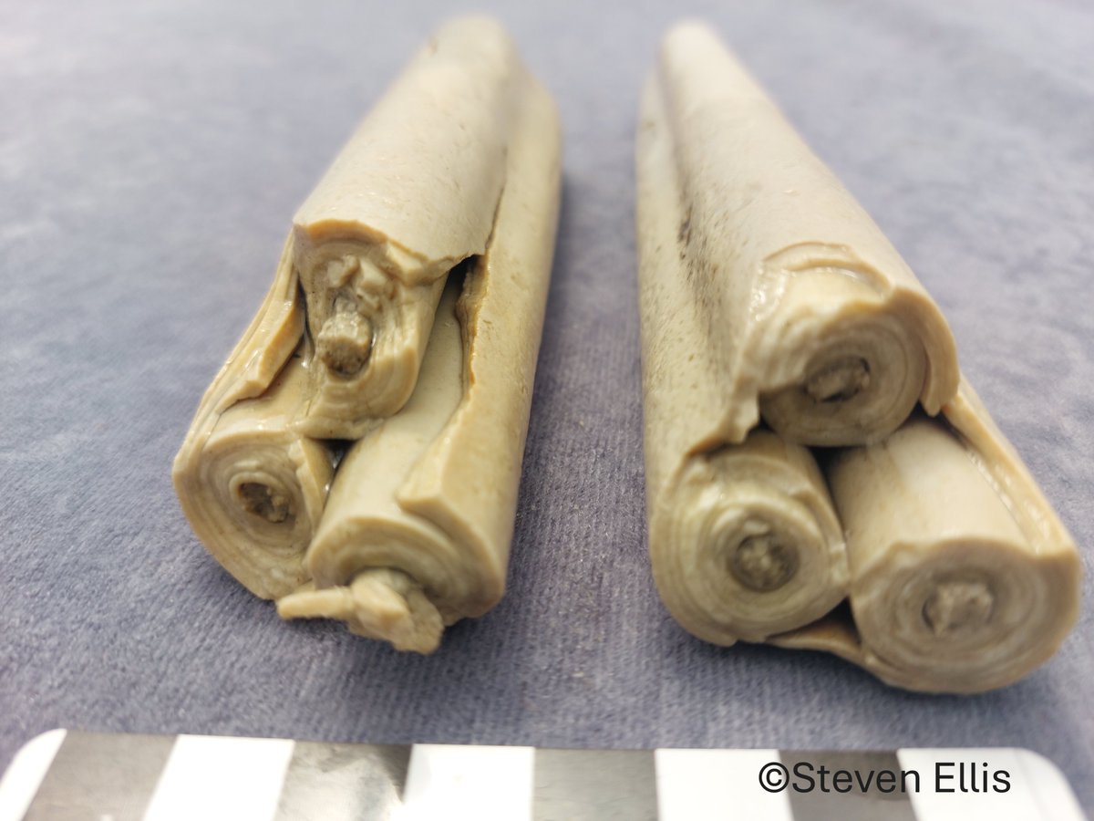 Steven Ellis tweet media