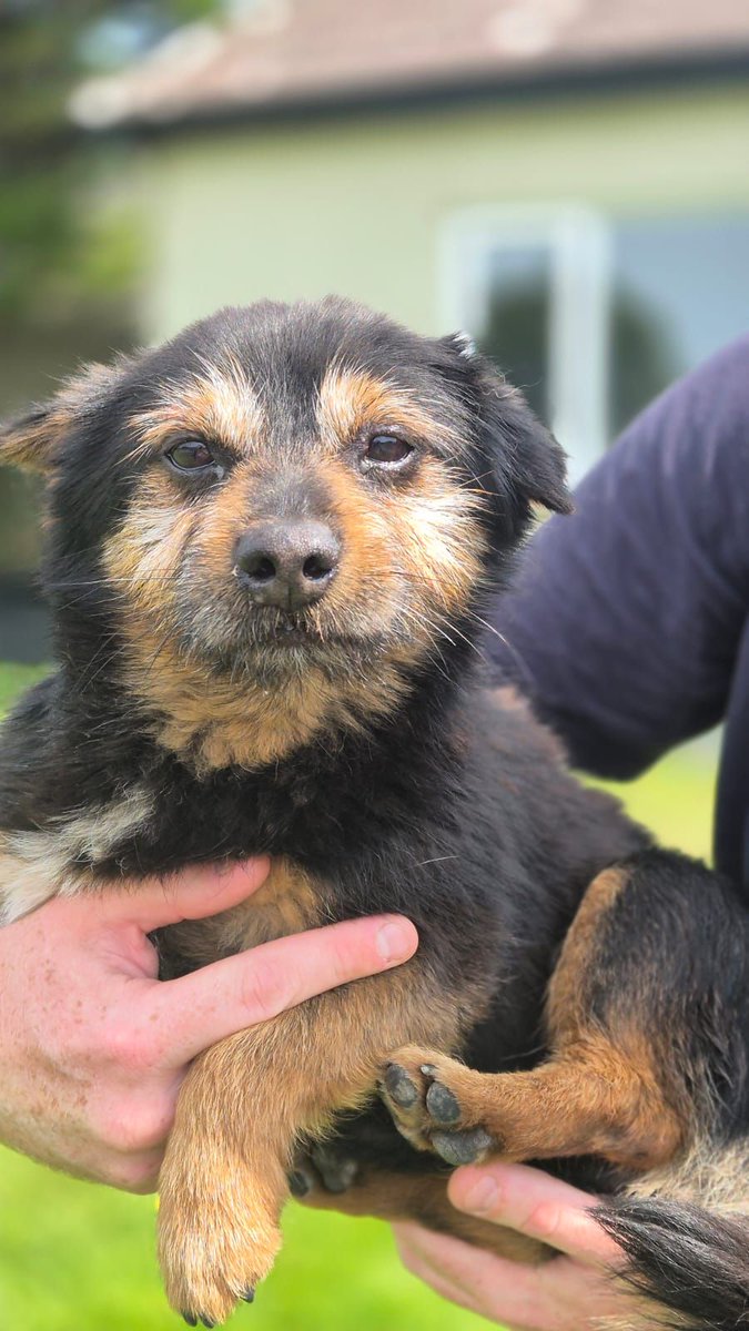 GalwaySPCA's tweet image. This lovely 8 year old chap is a pom x yorkie and was surrendered today after his owner had contacted us asking for our help.
Dino arrived and happily around our garden ,had lots of belly rubs ,followed by a light lunch before popping up on the sofa in his room.