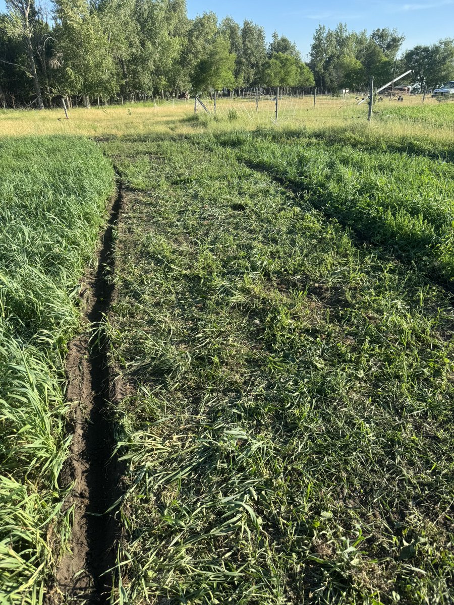 rl_schill's tweet photo. In crop grazing before &amp; after   Moved everyday. #farmweird #regenag https://t.co/xxUdD0epct