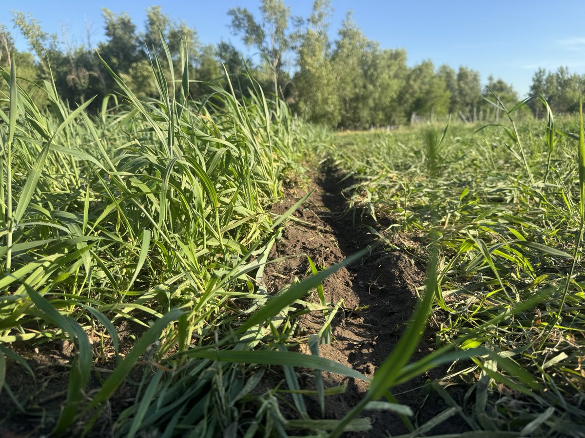 In crop grazing before &amp; after   Moved everyday. #farmweird #regenag