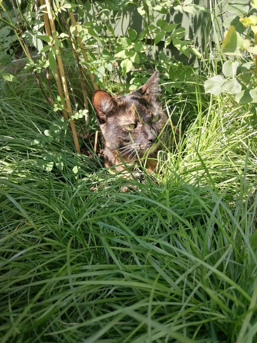 A new flower in the garden! Anyone know what this is? 👀🤔