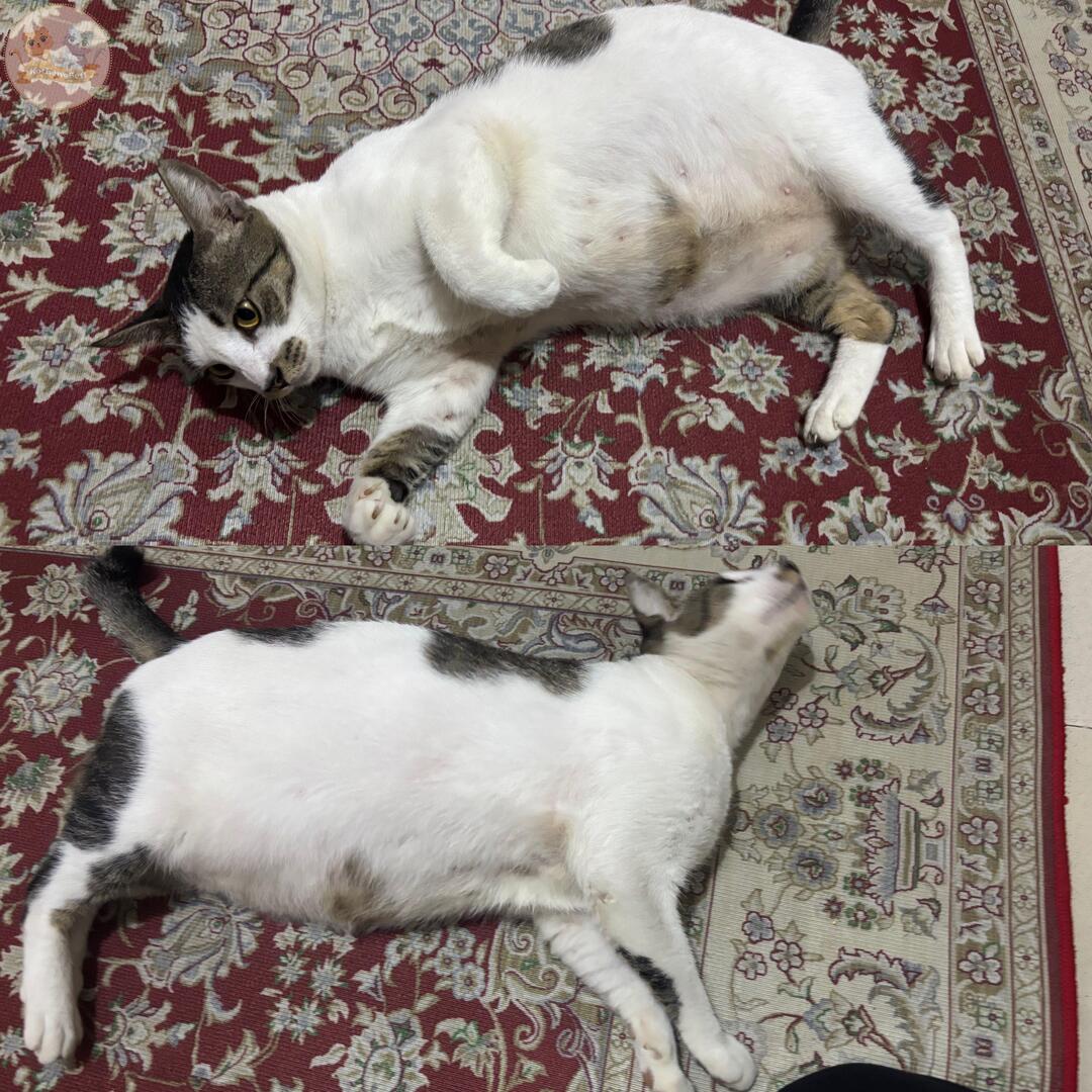 KochengFess v2 tweet media