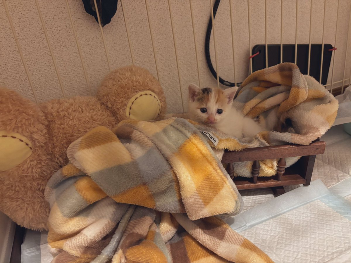yapomesa's tweet photo. リサイクルショップで買ったベッド
ちまの時は2回くらい遊びで寝かせただけでしたが
まさかまた活躍するとは
サイズピッタリ
みっけも気に入ったようです https://t.co/n8DkSwEgp5