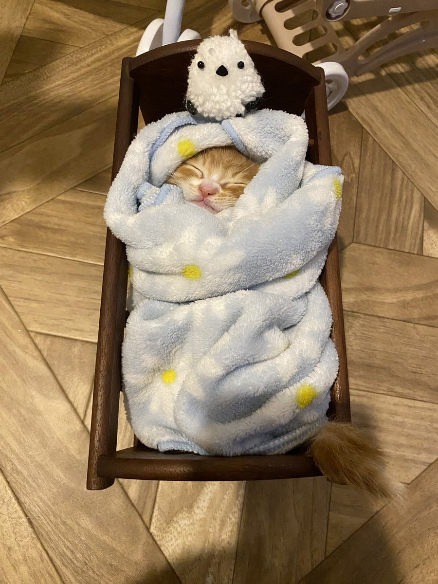 yapomesa's tweet photo. リサイクルショップで買ったベッド
ちまの時は2回くらい遊びで寝かせただけでしたが
まさかまた活躍するとは
サイズピッタリ
みっけも気に入ったようです https://t.co/n8DkSwEgp5