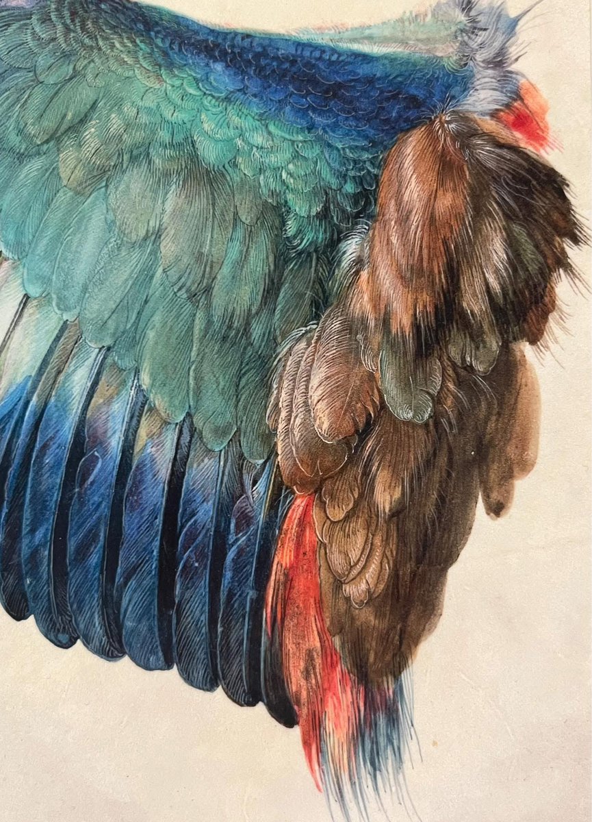 Albrecht Dürer, Aile d’un rollier bleu, 1512

Cette étude, réalisée à l’aquarelle et à la gouache, témoigne de l’attention extrême que Dürer porte à l’observation du vivant. L’aile de rollier, reproduite avec une précision quasi scientifique, illustre l’intérêt croissant de la