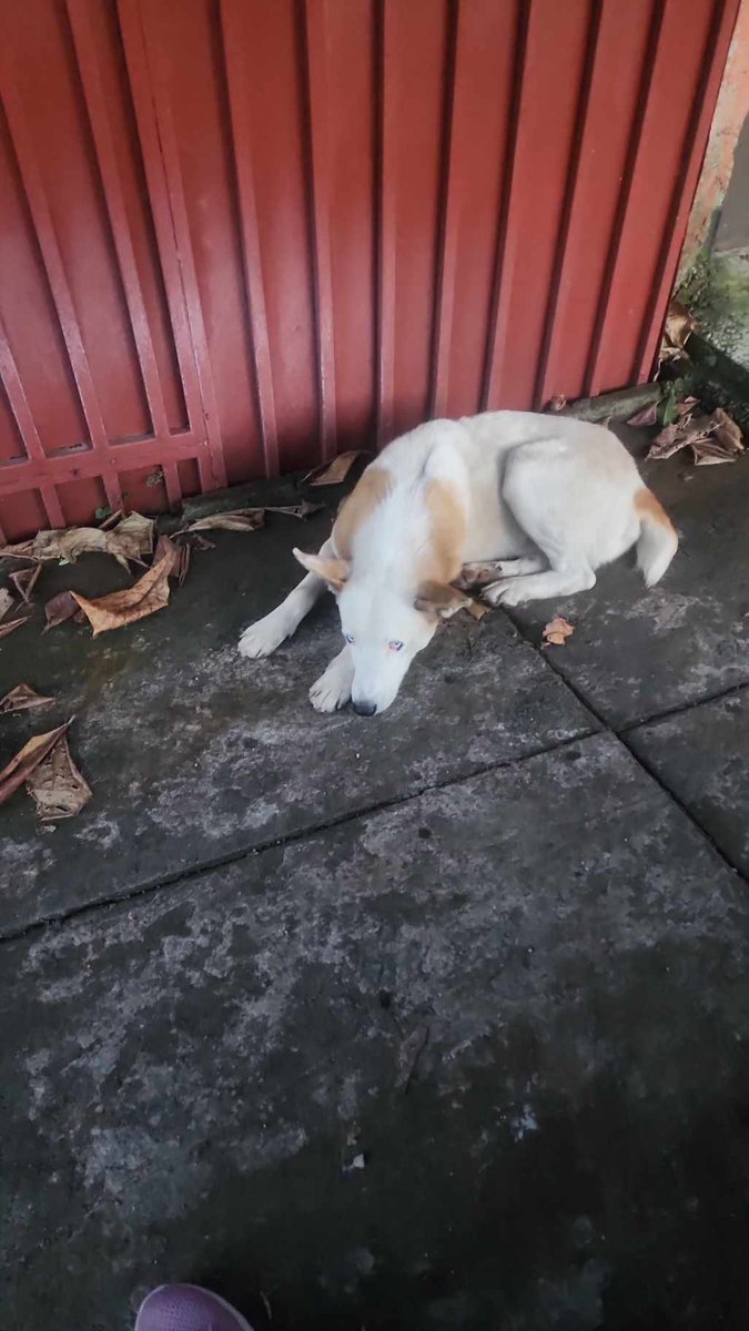 SERVICIO SOCIAL✅️
#REPORTAN ⚠️
SE BUSCA A SU FAMILIA 📣
NO HAY NÚMERO DE CONTACTO
LA MASCOTA NO ESTÁ EN RESGUARDO
NOS PIDEN PUBLICAR 👇🏻

"Perrito estilo lobito blanco con café castaño, de cola pequeña y ojos azules anda rondando  perdido en la zona loma linda, arriba del