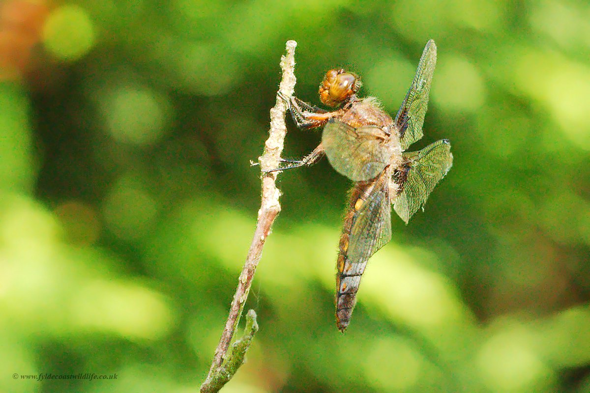 Female Broad-bodied Chaser [Libellula depressa] - photographed from various angles. 
From the garden of the gite we stayed in last month in France.