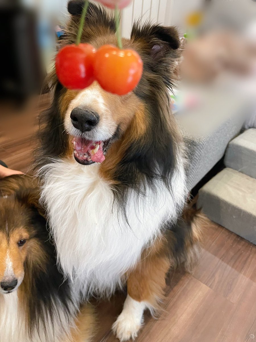 Sheltie_takeru's tweet photo. さくらんぼの目め。今年最後の遅めの梅しごと終わった。出来上がりが楽しみ〜！らっきょうはそろそろ食べられる^_^ 
#シェルティ #シェットランドシープドッグ #犬好きな人と繋がりたい https://t.co/RKxEXTB25k