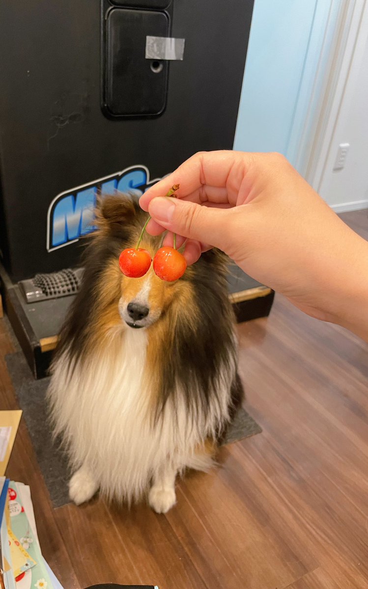 Sheltie_takeru's tweet photo. さくらんぼの目め。今年最後の遅めの梅しごと終わった。出来上がりが楽しみ〜！らっきょうはそろそろ食べられる^_^ 
#シェルティ #シェットランドシープドッグ #犬好きな人と繋がりたい https://t.co/RKxEXTB25k
