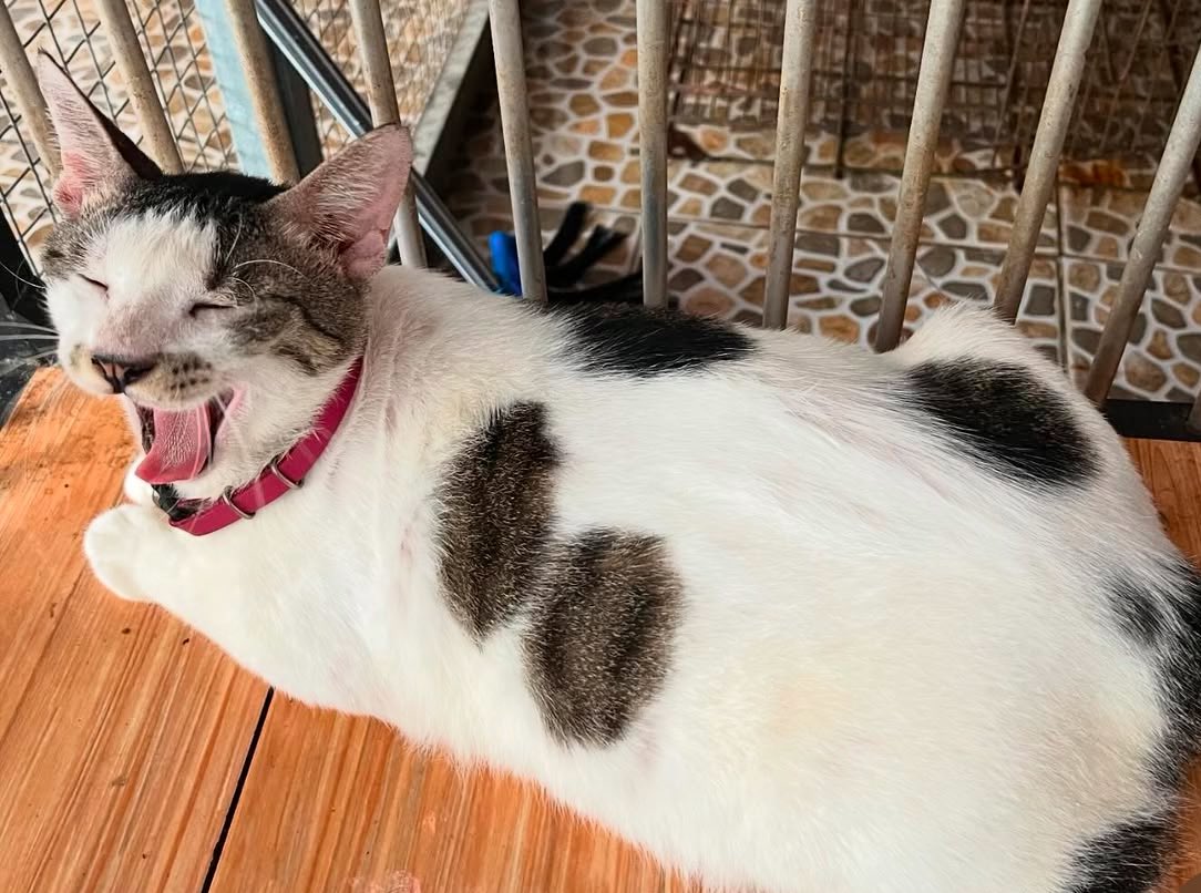 𝑪𝒊𝒄𝒂 tweet media