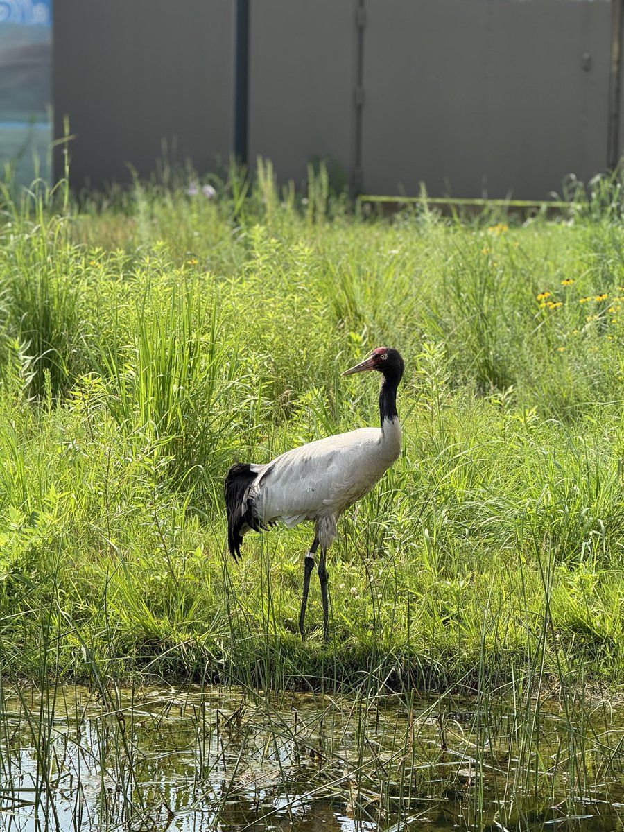 mr1llinois's tweet image. Saw some tall birds at the International Crane Foundation in Baraboo, WI.