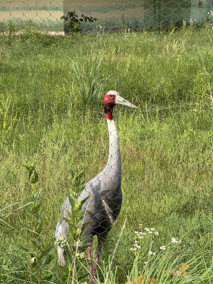 mr1llinois's tweet image. Saw some tall birds at the International Crane Foundation in Baraboo, WI.