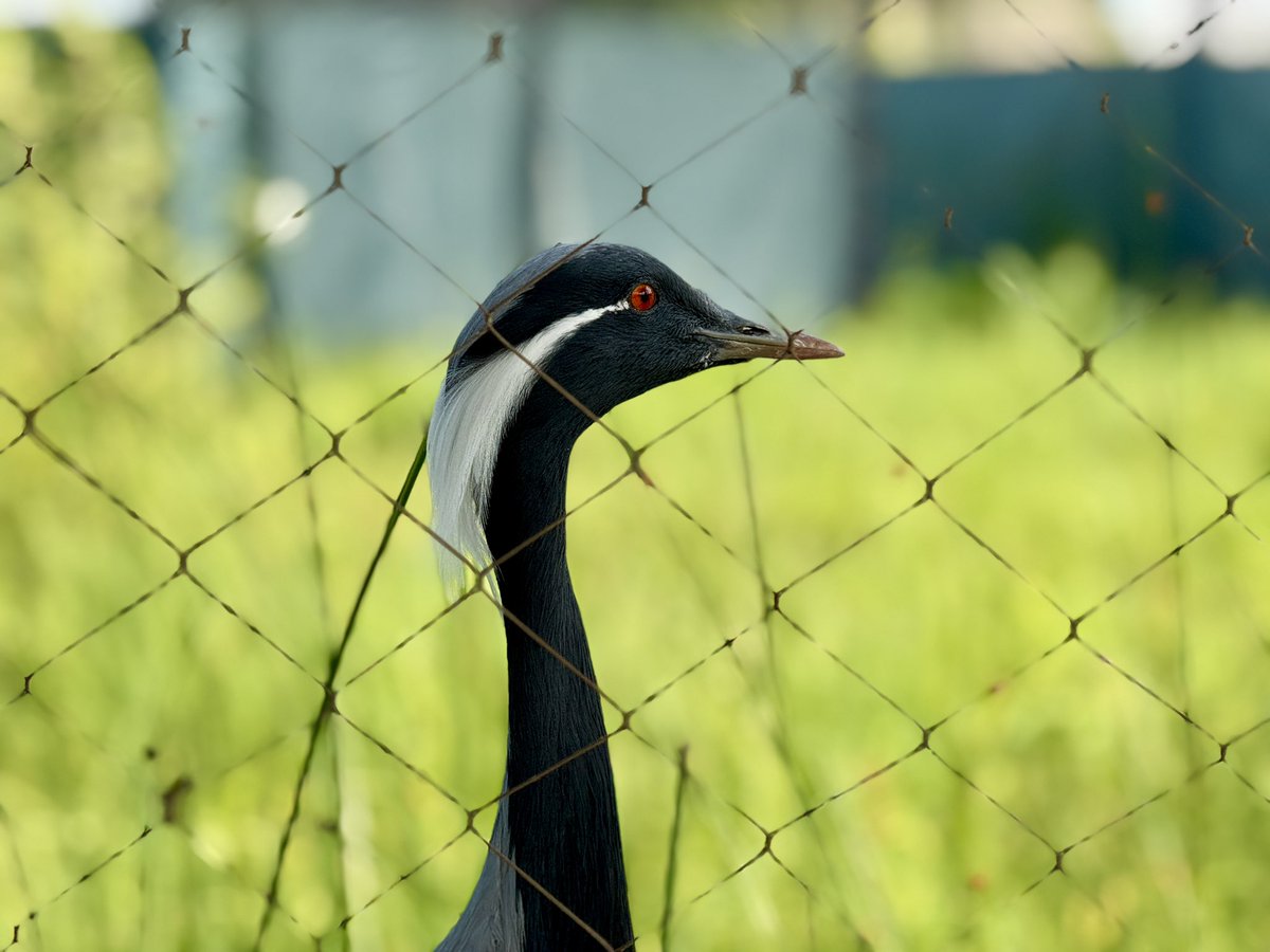 mr1llinois's tweet image. Saw some tall birds at the International Crane Foundation in Baraboo, WI.
