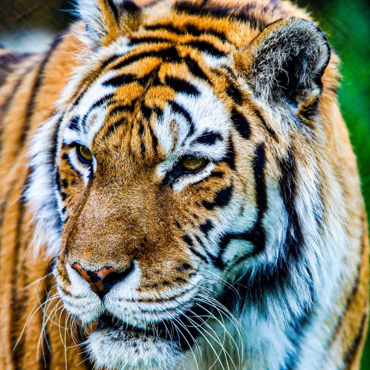 TheTorontoZoo's tweet image. 🌊 July 15 is Arctic Sea Ice Day ❄️ A global reminder of the role sea ice plays in regulating earth's climate. Did you know the melting of sea ice impacts more species than polar bears? 🐅
Learn more about the affect on species like the Amur tiger ⬇️
bit.ly/4lsVnfu