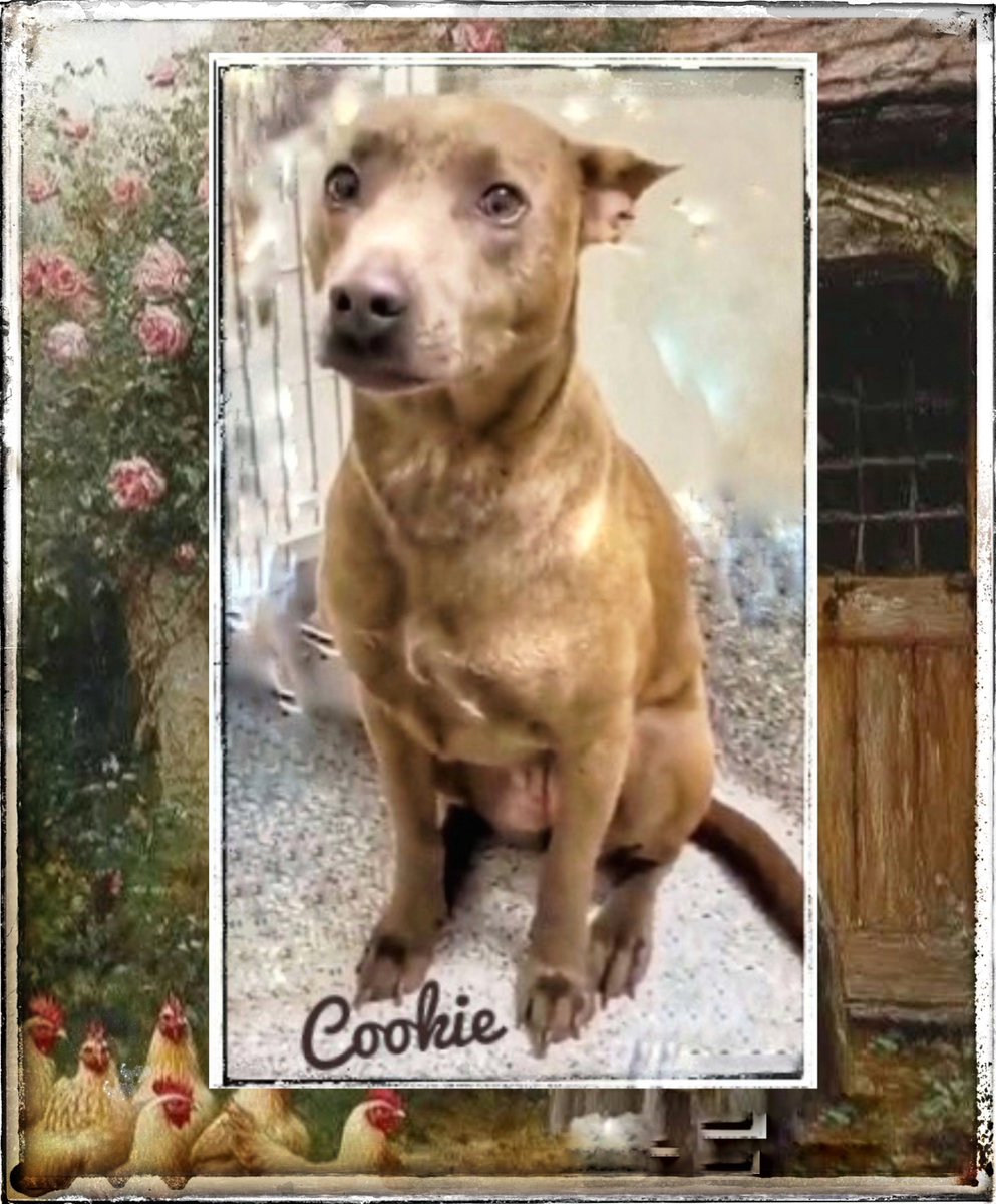 rothfarms's tweet photo. #SaveCookie🍪 #A638042 Please  watch Cookies video 📽 below. She is the SWEETEST thing. We MUST SAVE her 🙏 https://t.co/2xiSiAR4Qx