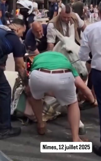 ChasseAbolition's tweet image. Hier,  samedi 12 juillet, une mule s'est effondrée en plein centre-ville de #Nîmes. Elle faisait partie d'un convoi pour un #mariage sous une chaleur de plomb.

Les #cons continuent d'exploiter les #animaux pour assouvir leur #connerie.

instagram.com/reel/DMC3tkkNG…