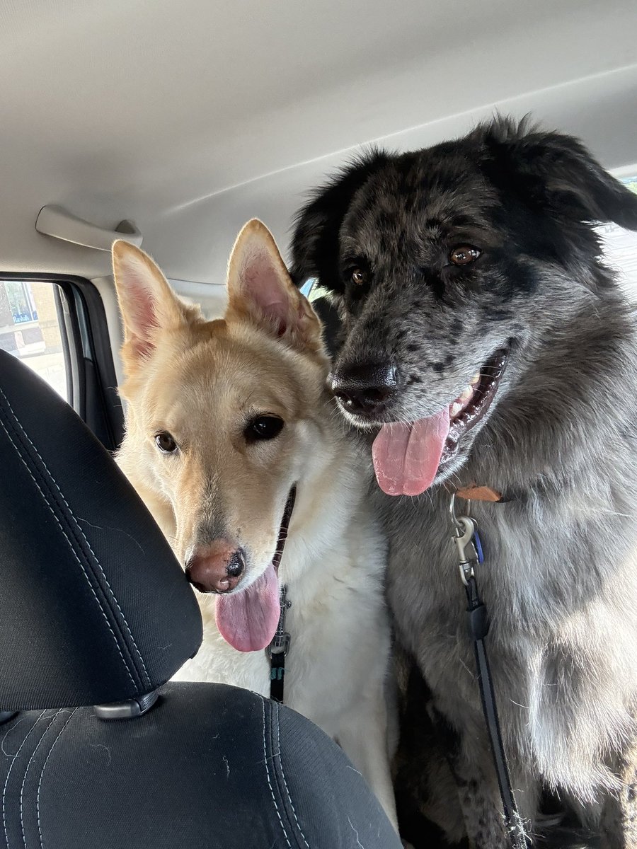 RHCP_Fan99's tweet image. Lately !!

- milkshake date with my mom and sister
- my 2 pretty girls getting groomed
- met my mom in law for the first time ever so went out for mexican food and margaritas. Husbands first time seeing her in 15 years