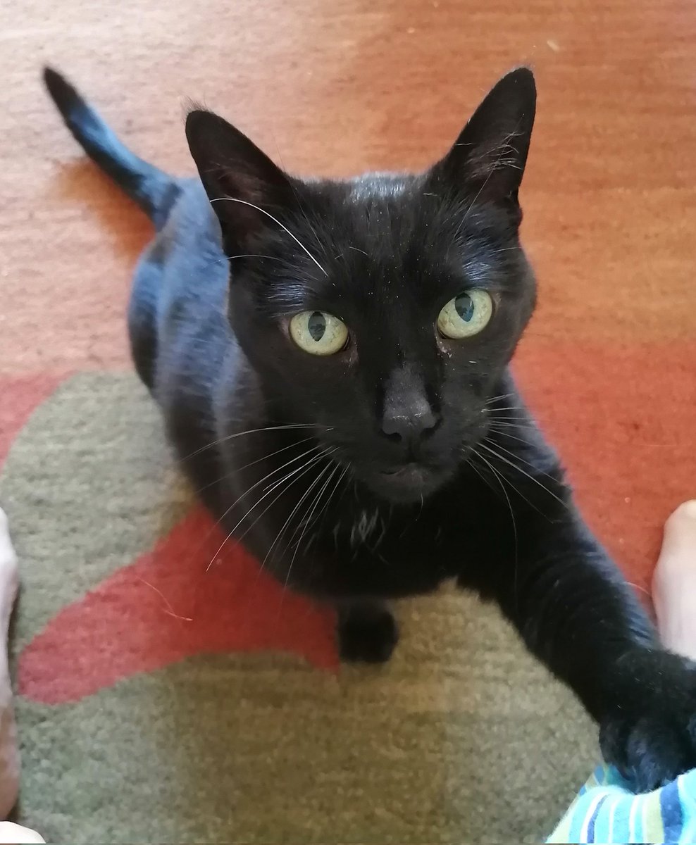 Cleo needs attention 🖤