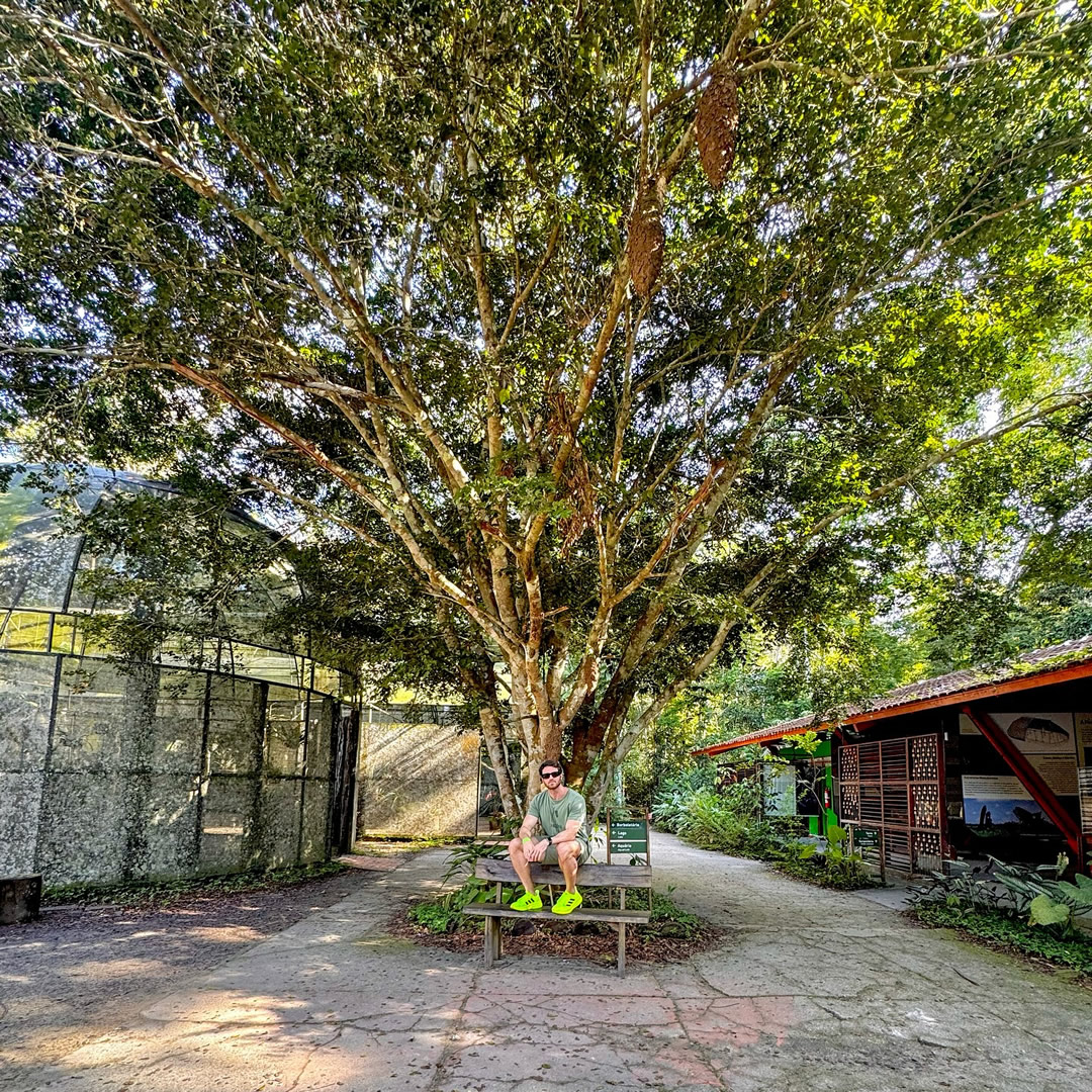 Museu da Amazônia tweet media