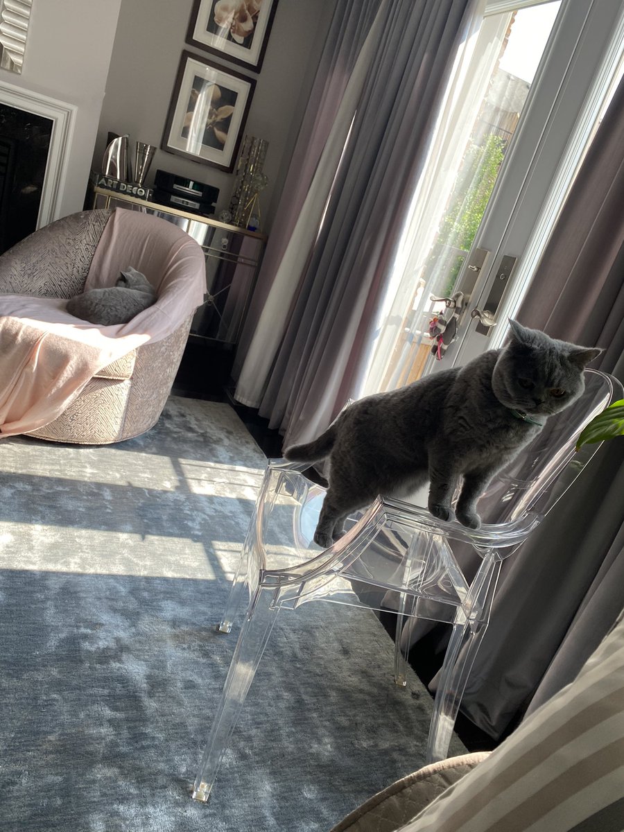 Today #TourDeCouch will be interrupted for #MissionImpossible  as Staff plan out &amp; execute the task of corralling us into our carriers to whisk us off to the groomers . 
We intend to thwart  this mission.. 
HISS 🙀🙀🙀
#CatsOfTwitter #CatsOnTwitter