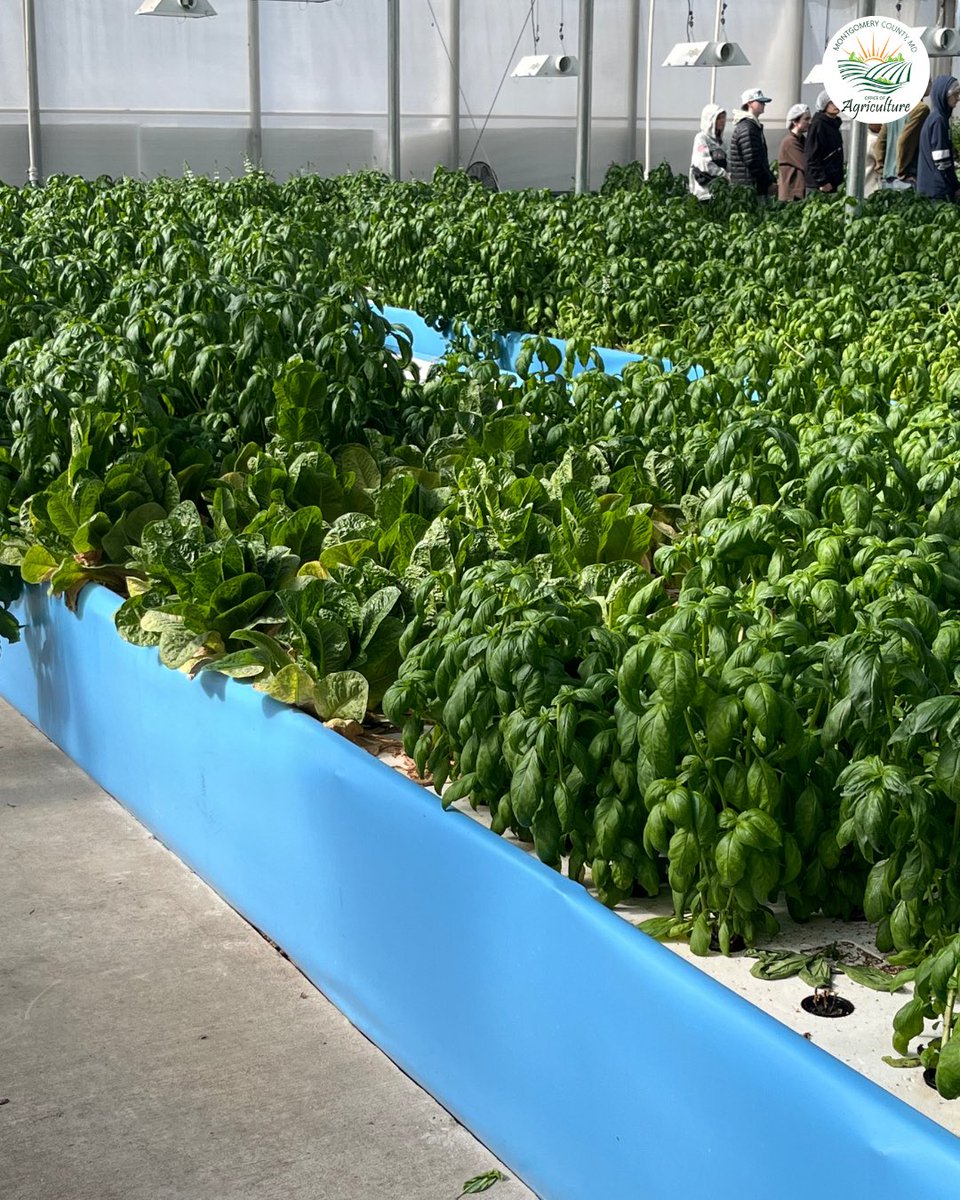 MoCoOAG's tweet image. Experience innovative farming! 🌱 Some Montgomery County farms use advanced techniques like hydroponics and aquaponics to grow fresh, leafy greens year-round. #FarmInnovation #MoCoAg #LocalFood #UrbanAg #Hydroponics
