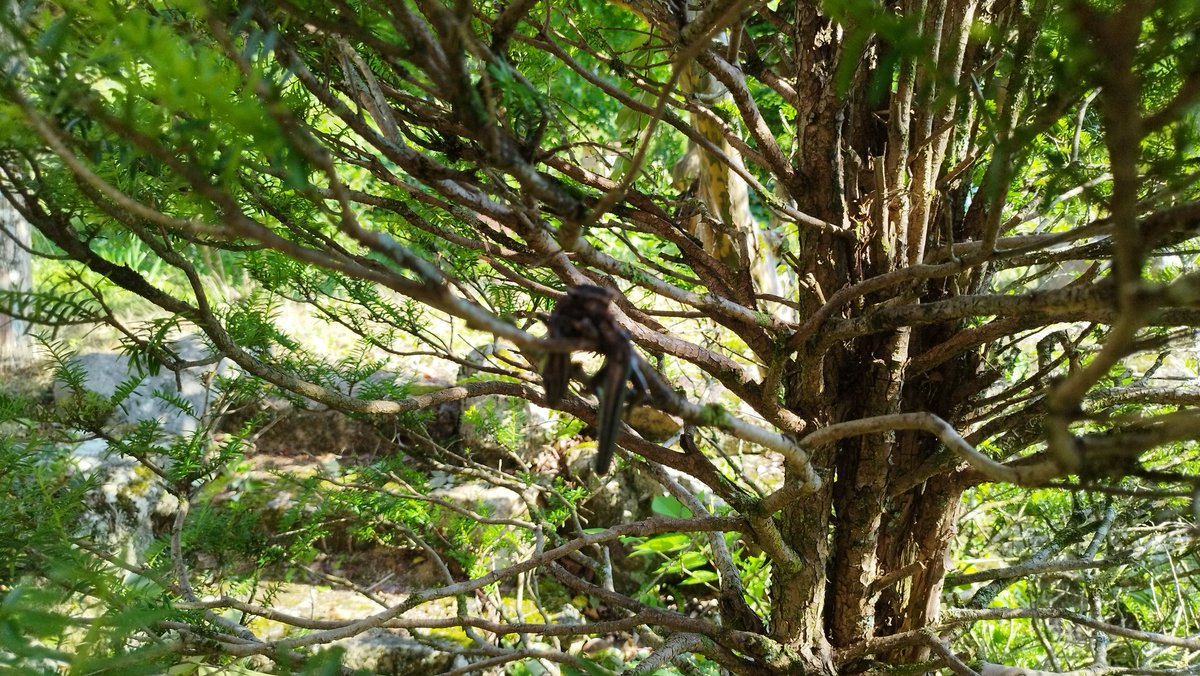 庭木の剪定してたらイチイの枝にトカゲがぶっ刺さってるのを発見。
去年冬にモズが取っておいた食糧（モズのハヤニエ）。バッタくらいは見たことがあるけどこんなご馳走食べ残すなんて…。人間には気味悪いので切ってポイです