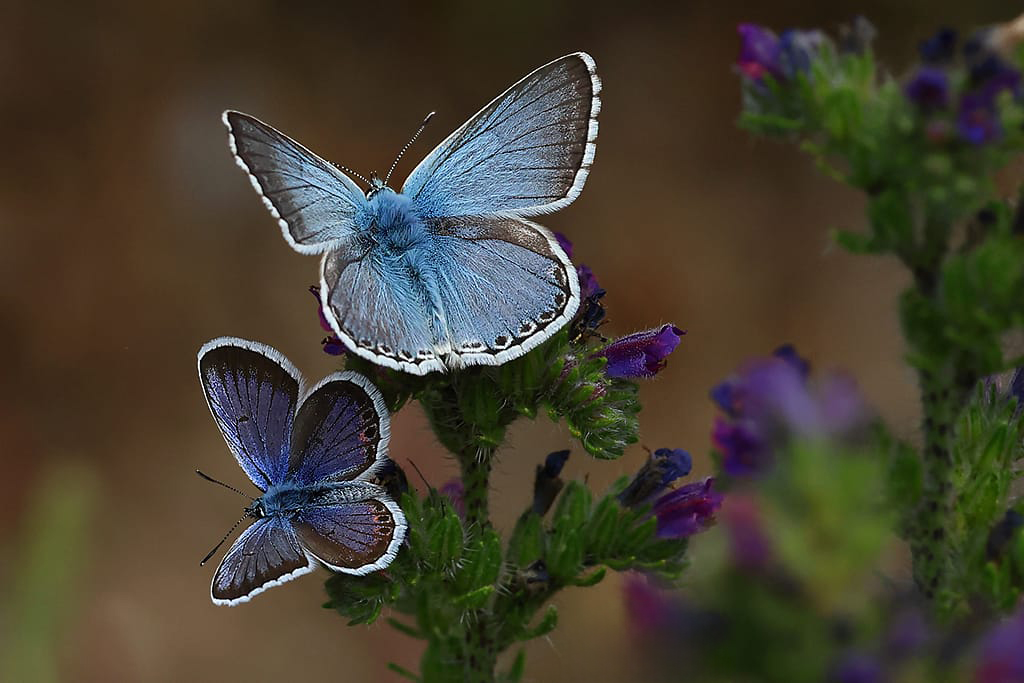 Greenwings's tweet image. A few picture postcards sent back to us from our Picos de Europa butterfly tour in Spain, led by Patrick Barkham.